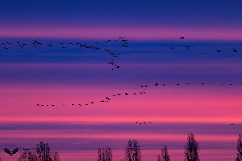 Grues cendrées