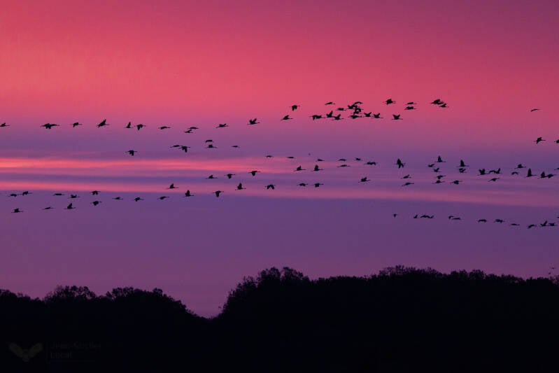 Grues cendrées