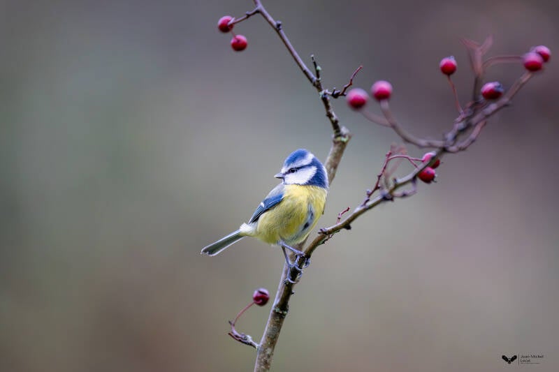 Mésange bleue