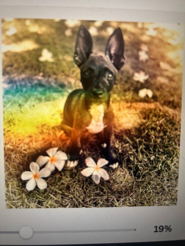 Festis the flower dog