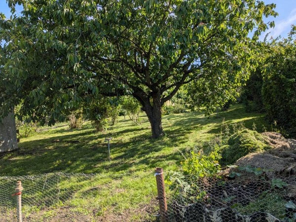 Garten D205b – Großzügiger Garten mit altem Baumbestand und viel Potenzial