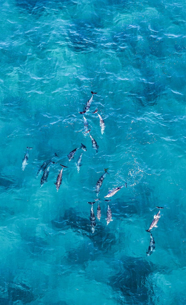 Above the Reef