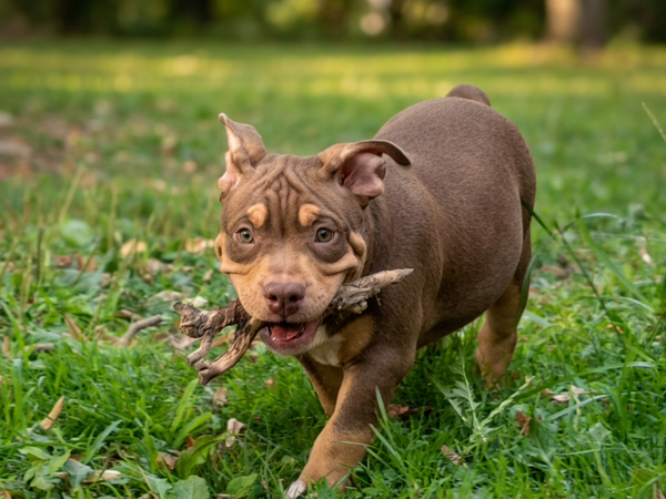 chiot 3 Mâle Bolt
