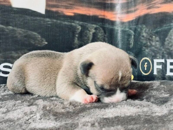 Chiot femelle Désiré