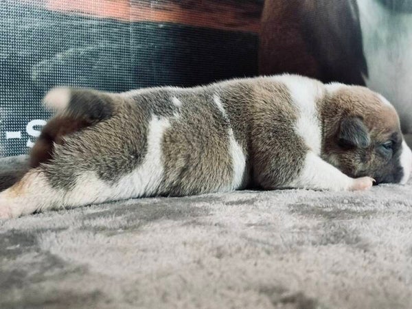 Chiot Femelle Légacy