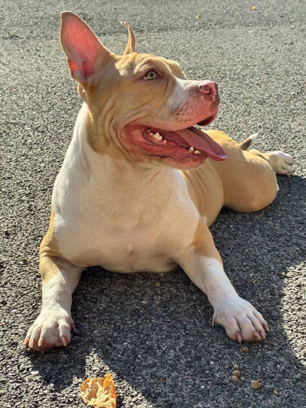chiot 4 Femelle Côlima