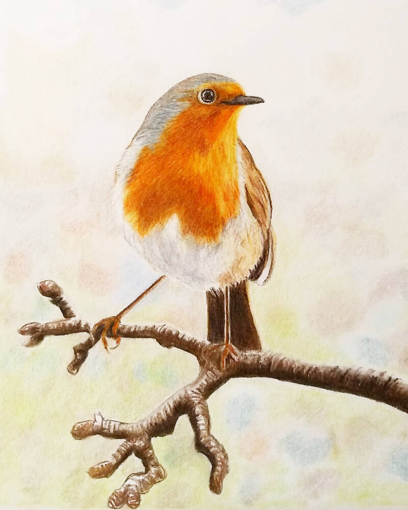 roodborst-op-tak-standard.jpg