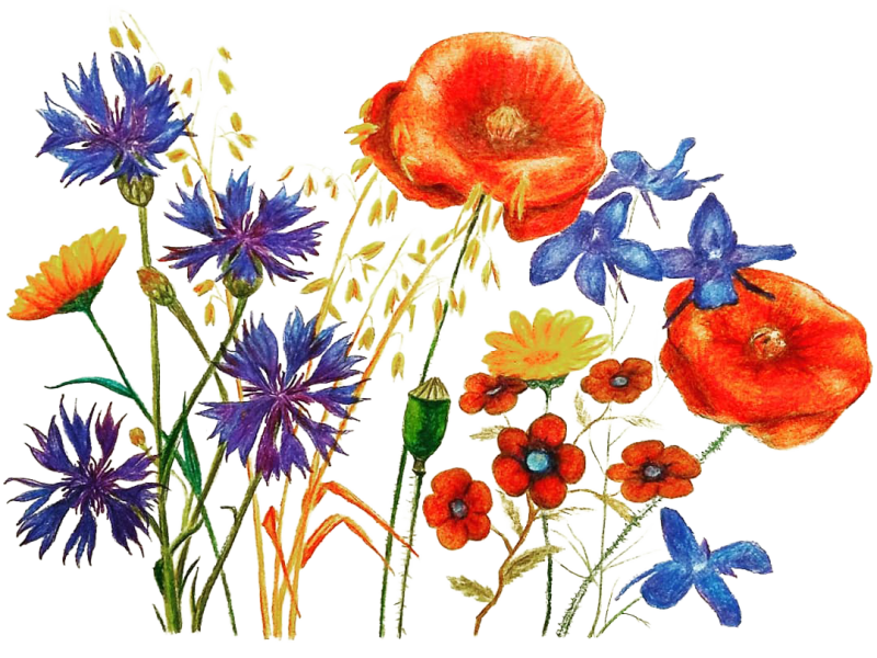 veldbloemen-standard-wtj7q0.png
