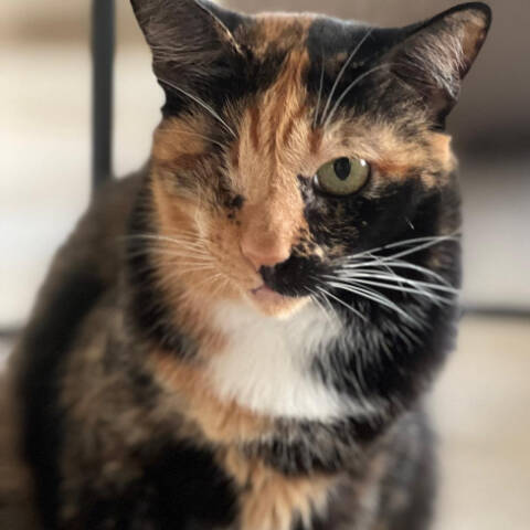 Catsitting Mallorca