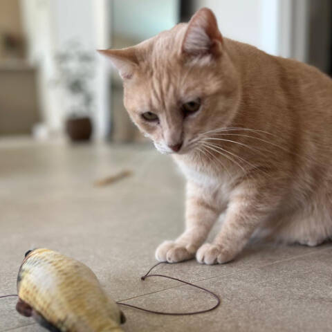 Katzensitter auf Mallorca