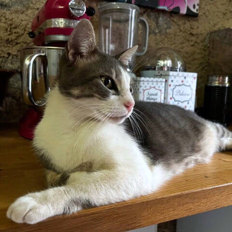 Katze entspannt beim Haustiersitting Service wie alle anderen 15 Tiere ;-)
