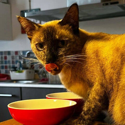Katzenbetreuung Mallorca