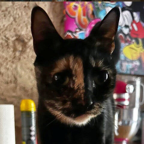 Katzensitter Mallorca