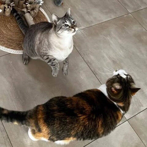Katzensitting für Miley und Giotto auf Mallorca