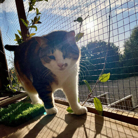 Katze Miley freut sich auf Ihren Tiersitter