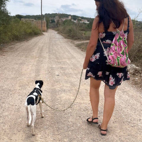Gassigehen mit Samy. Hundesitting auf Mallorca