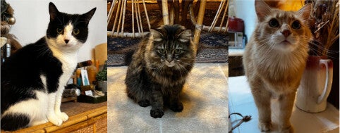 reliable pet sitter mallorca