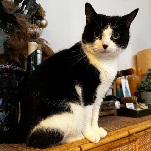 catsitting in Arta Mallorca