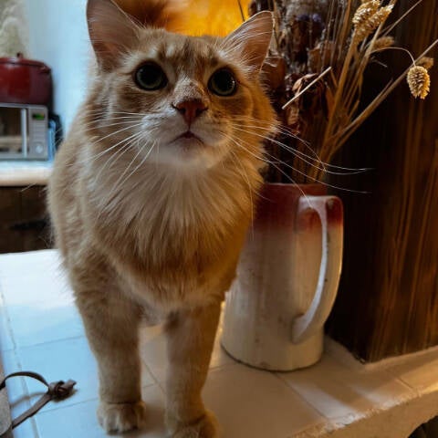 catsitter Mallorca