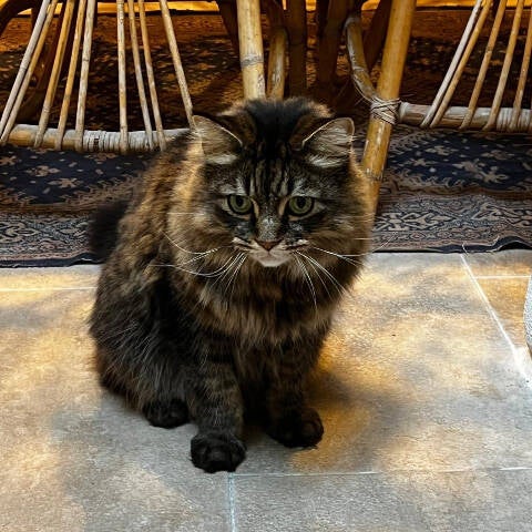 nanny for cats Mallorca