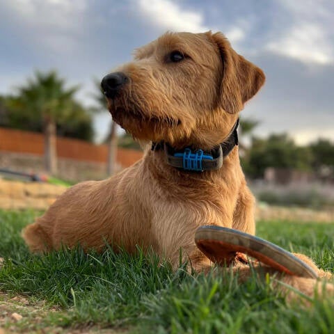 Hund Carlson liebt seine Frisbee