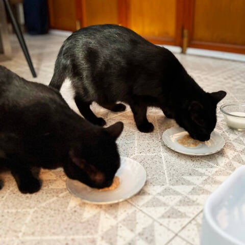 Katzen füttern auf Mallorca