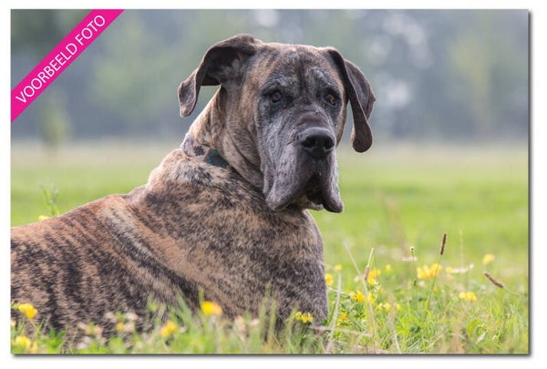 Foto afdruk 30x30 tot 30x45 cm