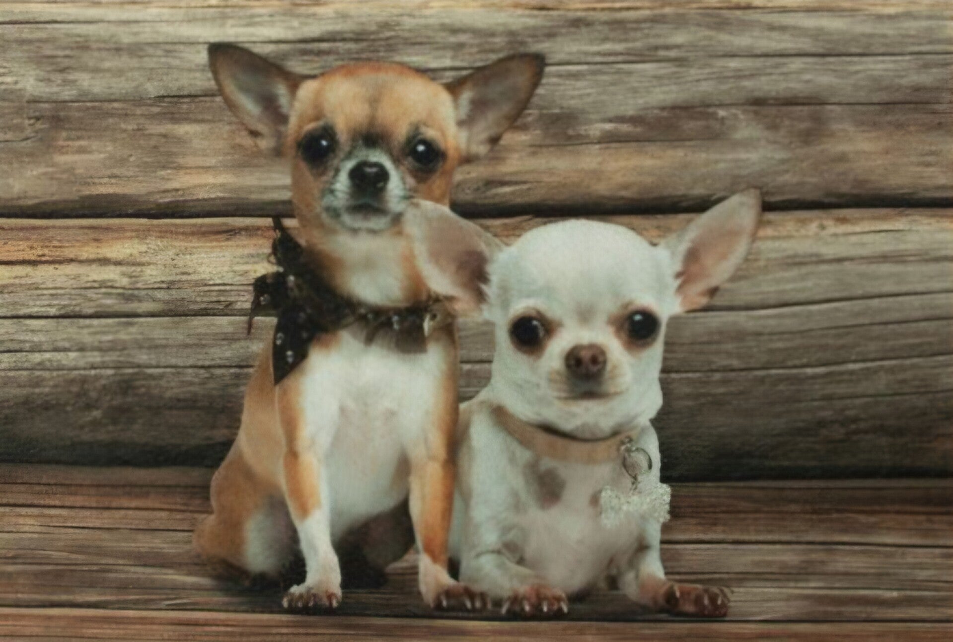 Mars & More - Deurmat Chihuachua