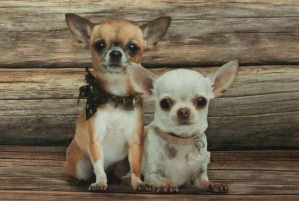 Mars & More - Deurmat Chihuachua