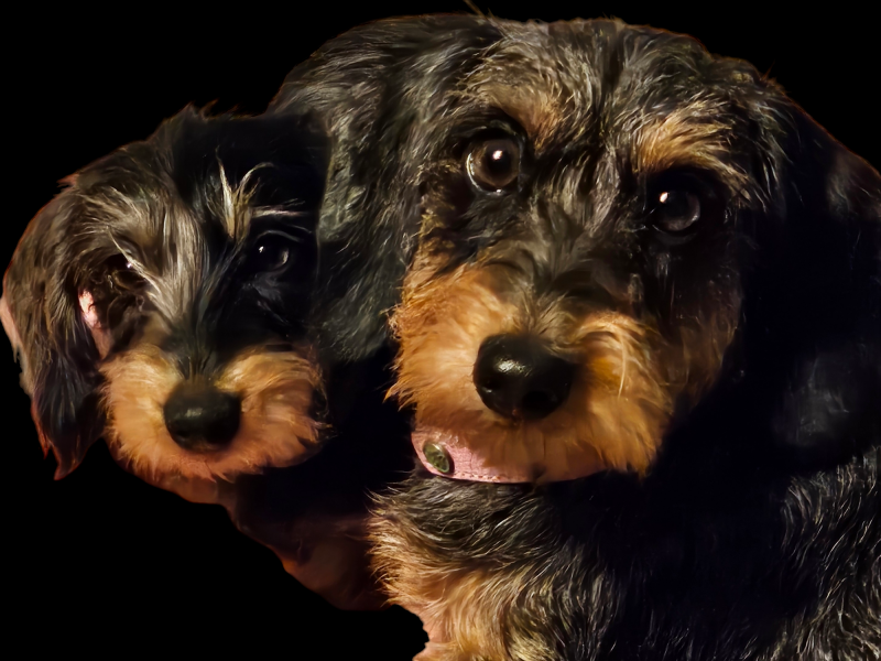 Teckelliefde THE COSY CORNER