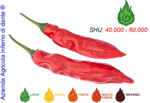 Aji Angelo