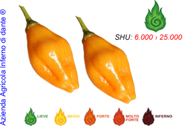 Aji Mandarine