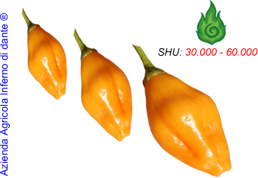 Aji Mandarine