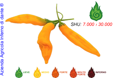 Aji Melocotòn