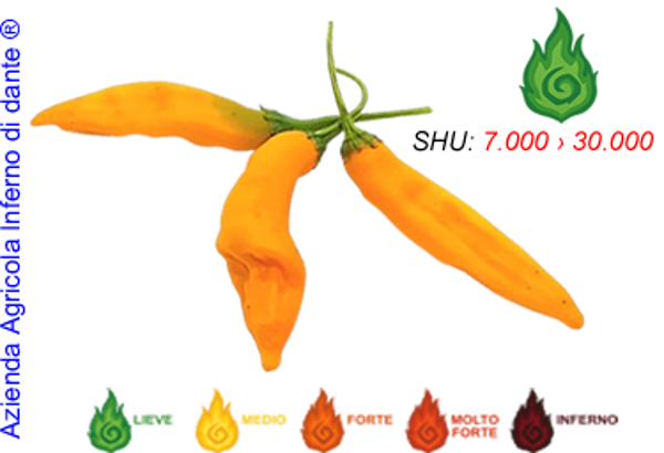Aji Melocotòn