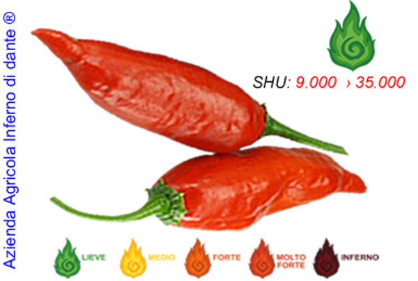 Aji Norteño