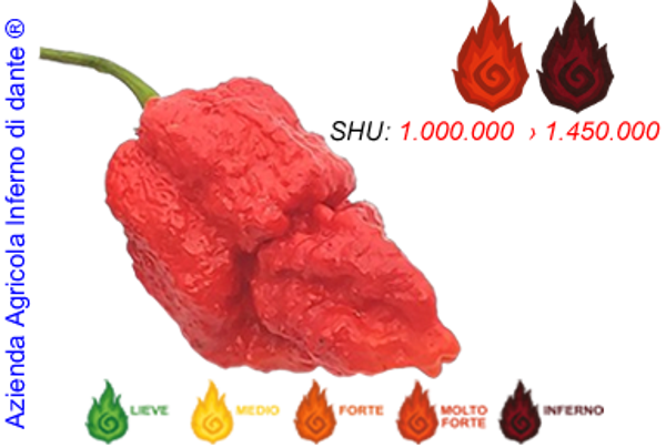 Apocalypse Scorpion Red