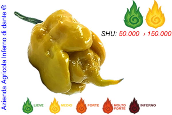 Bahamian Beast Mustard