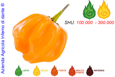 Bahamian Goat Pepper