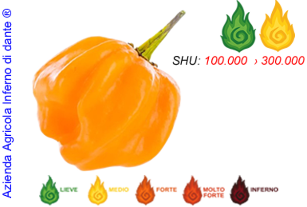 Bahamian Goat Pepper