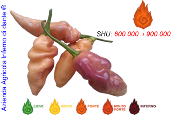 Bhut Jolokia Salmon