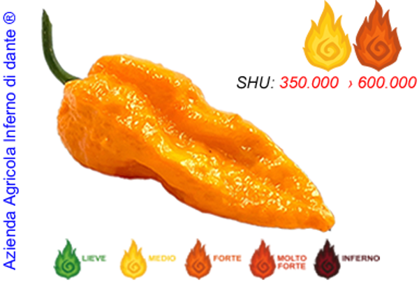 Big Mama Orange
