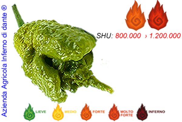 Borg Mustard