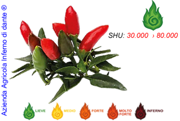 Diavolicchio Calabrese