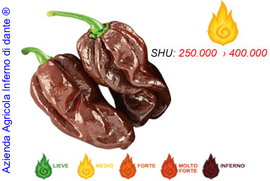 Habanero Chocolate