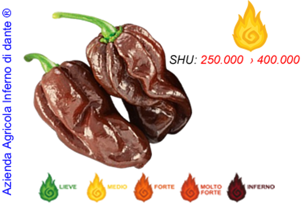 Habanero Chocolate