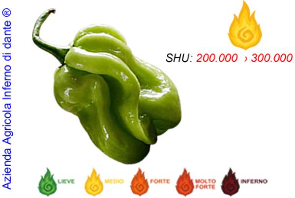Habanero Green