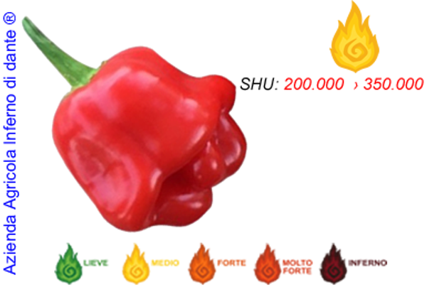 Habanero Macapà