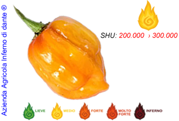 Habanero Orange