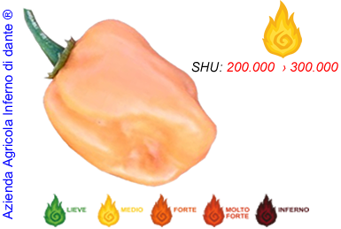 Habanero Salmon